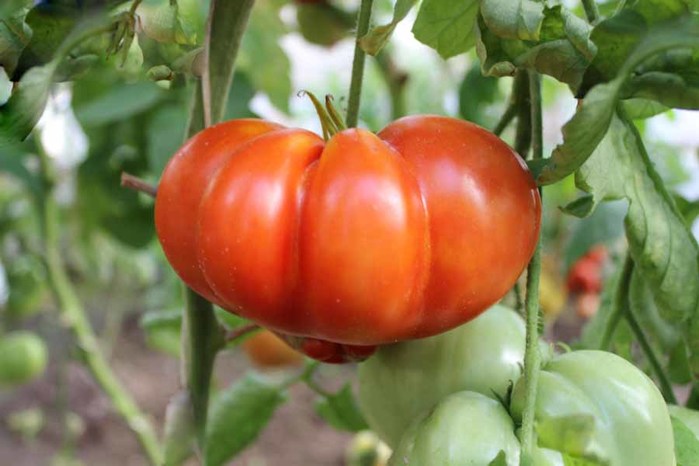 Tomatoes isolated. Fresh cut tomato set isolated on white background with clipping path