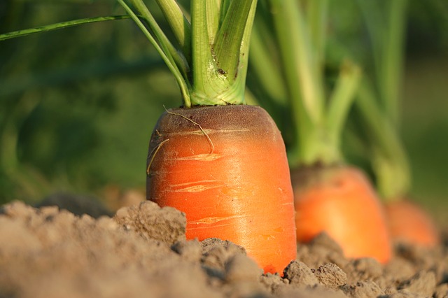 морковь грунт выращивание
