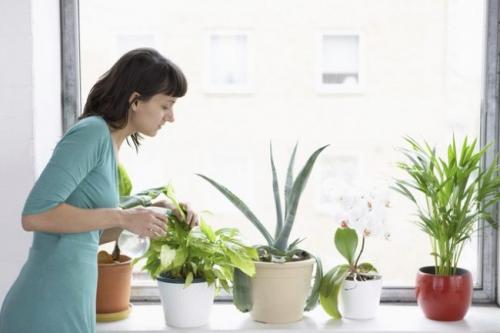 Интересные факты о комнатных растениях для детей. Факты о комнатных растениях, про которые никто не говорит