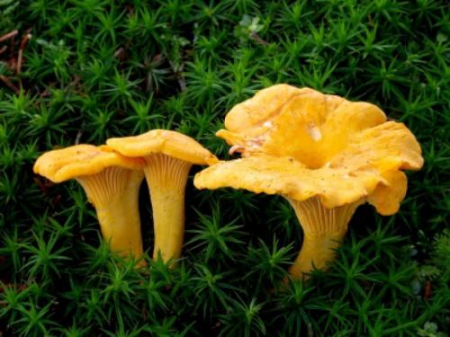 Удивительные факты о грибах. Невероятные факты о грибах (1 фото) 03