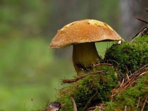 Интересные факты о грибах из энциклопедии. 10 фактов о грибах, которые вы наверняка не знали