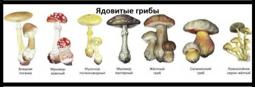 Удивительные факты о грибах. Невероятные факты о грибах (1 фото) 06