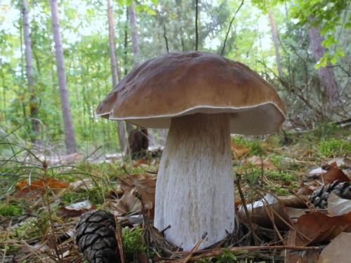 Удивительные факты о грибах. Невероятные факты о грибах (1 фото) 01