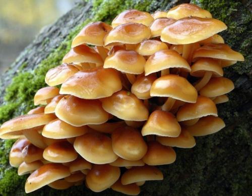 Удивительные факты о грибах. Невероятные факты о грибах (1 фото) 02