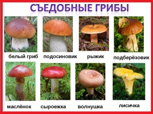 Удивительные факты о грибах. Невероятные факты о грибах (1 фото)