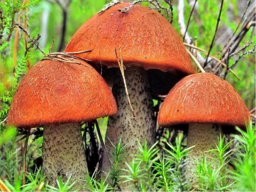 Удивительные факты о грибах. Невероятные факты о грибах (1 фото) 04