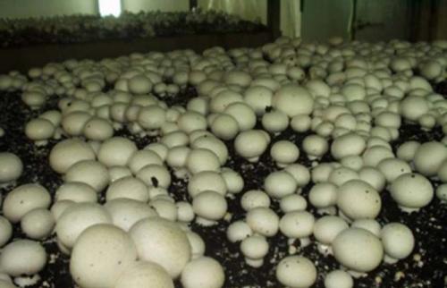 Интересные факты о грибах шампиньонах. 13 фактов о шампиньонах, которые вы должны знать