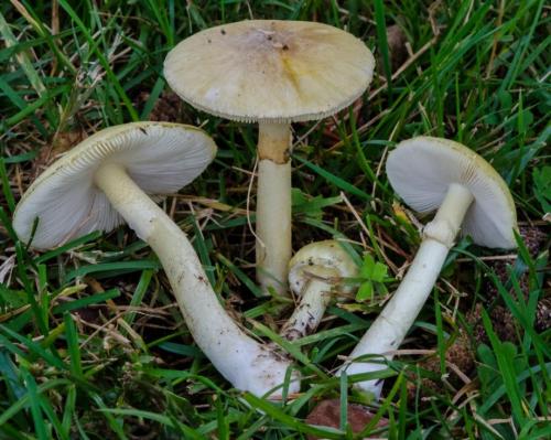 Удивительные факты о грибах. Невероятные факты о грибах (1 фото) 05