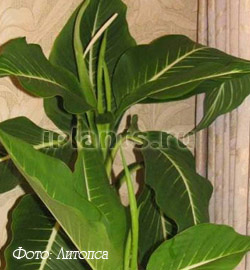 диффенбахия сорт Dieffenbachia oerstedii