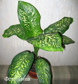 диффенбахия сорт Dieffenbachia seguine