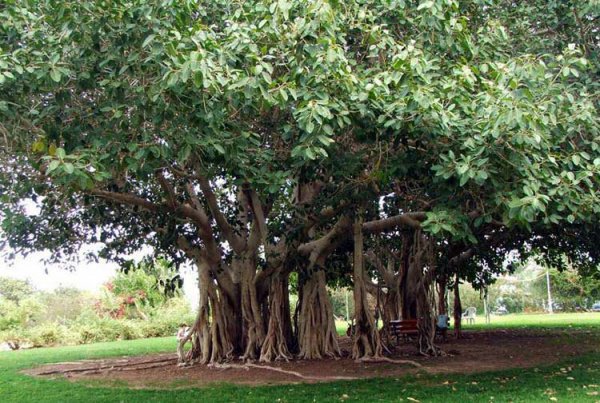 Смоковница - райское дерево