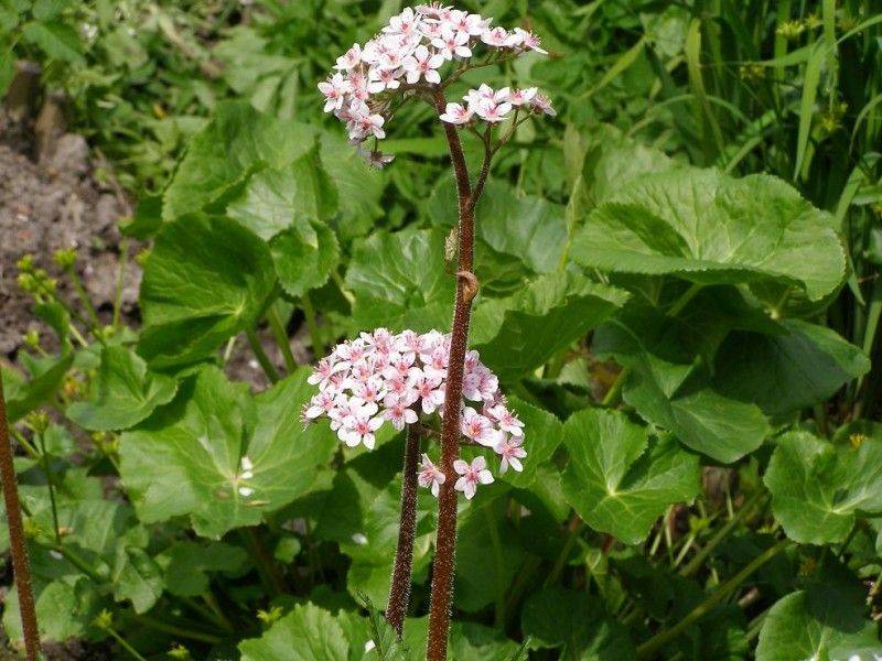 Дармера щитовидная, или щитолистник пальчатый (Darmera peltata) 