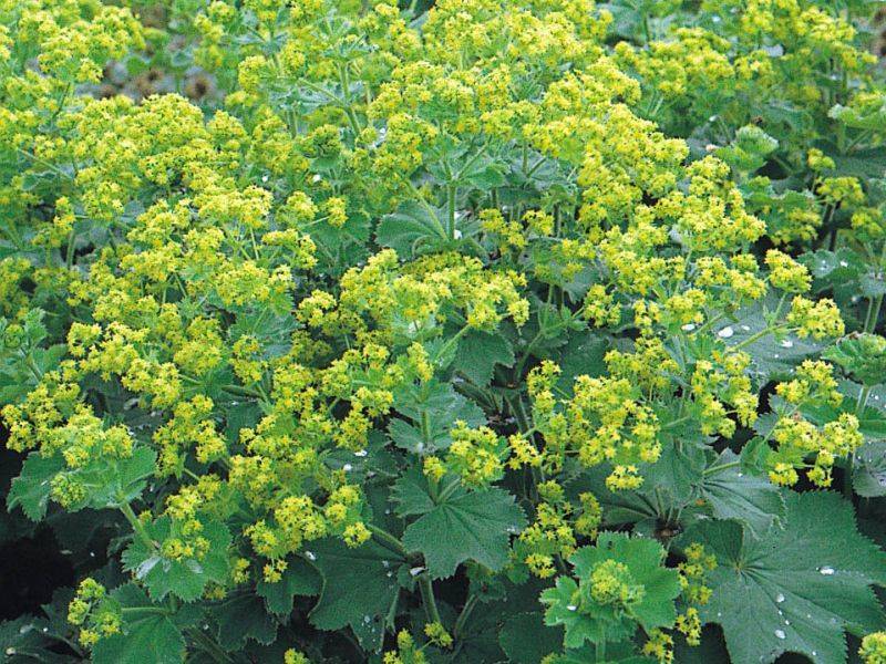 Манжетка мягкая (Alchemilla mollis) 