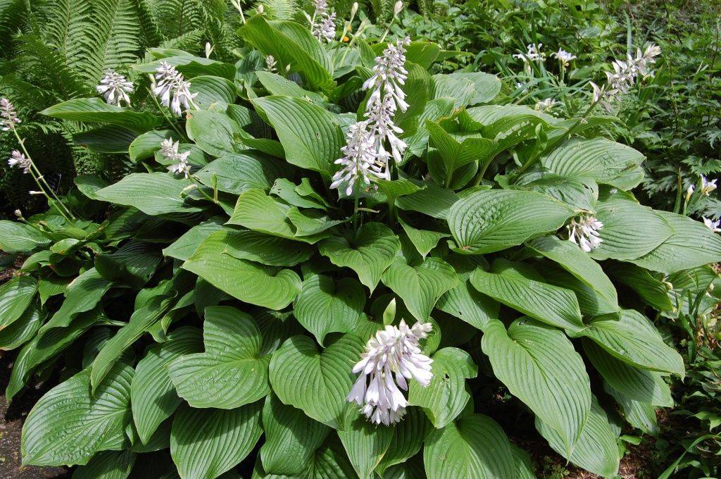 Хоста Зибольда (Hosta sieboldiana) 