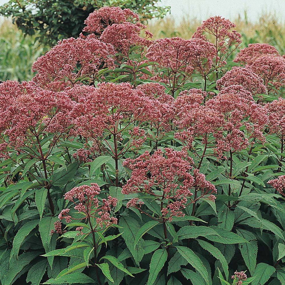 Посконник (Eupatorium) 