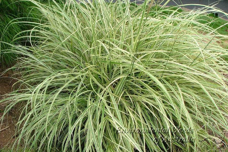 Мискантус (Miscanthus) 