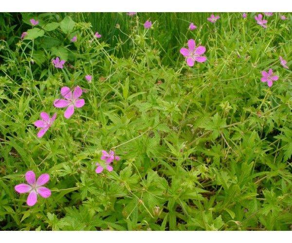 Герань болотная (Geranium palustre) 