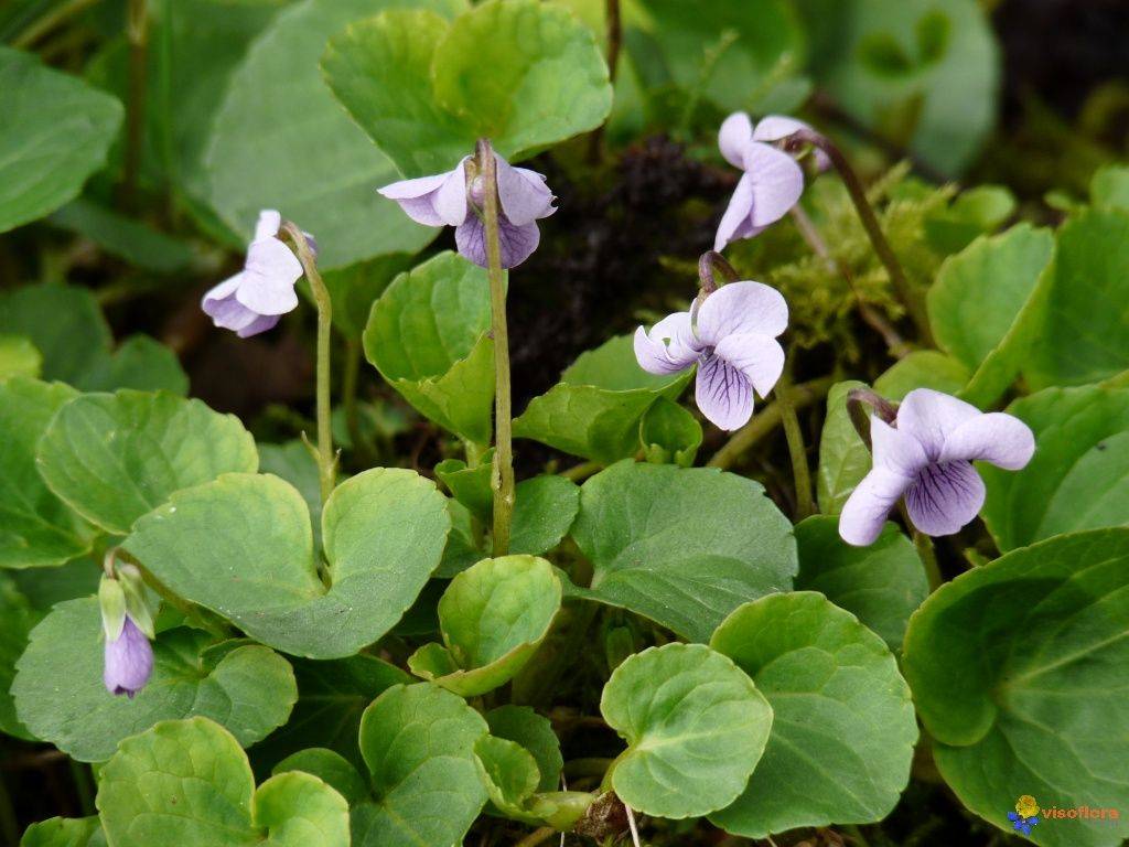 Фиалка болотная (Viola palustris) 