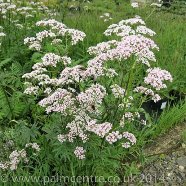 Valeriana officinalis 