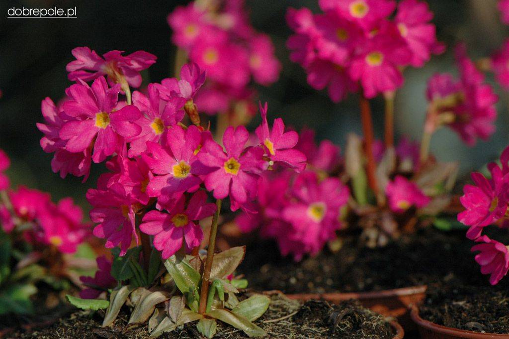 Примула розовая (Primula rosea) 