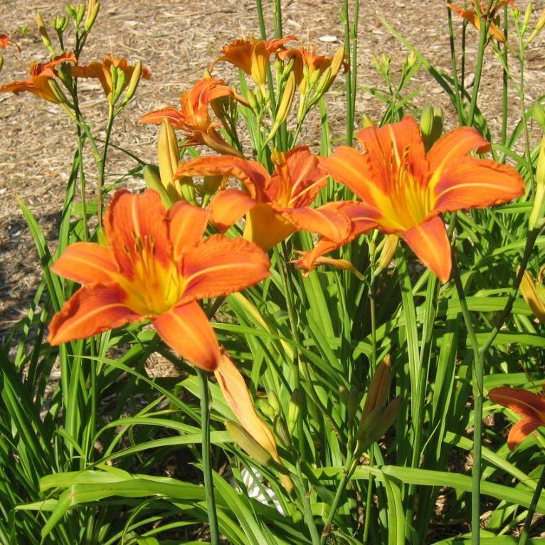 Лилейник буро-желтый(Hemerocallis fulva) 