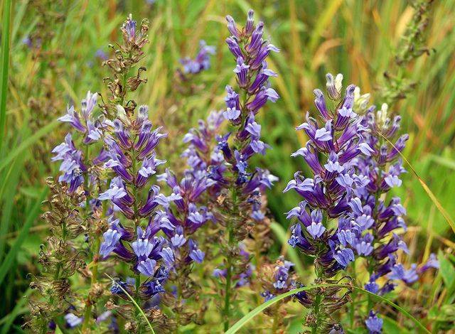 Лобелия синяя (Lobelia syphilitica) 