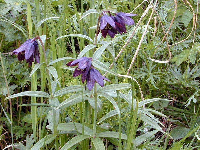 Рябчик камчатский (Fritillaria camschatcensis) 