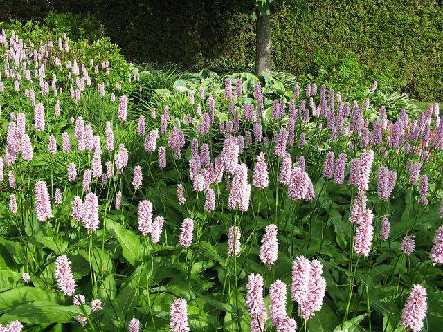 Горец змеиный (Polygonum bistorta) 