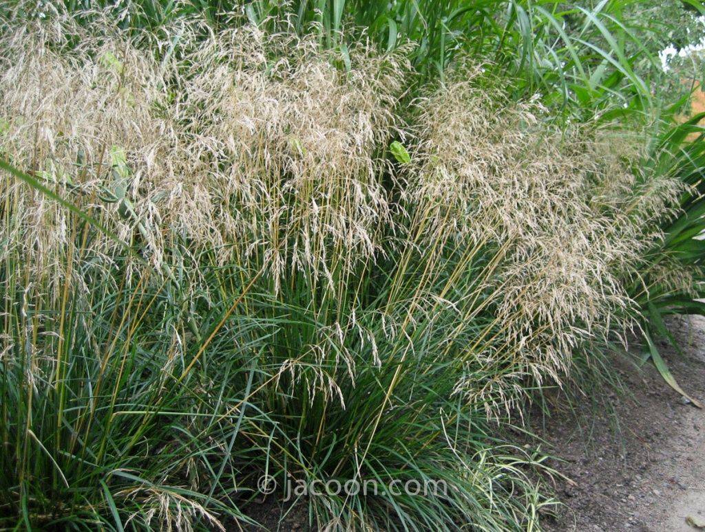 Щучка, или луговик (Deschampsia) 