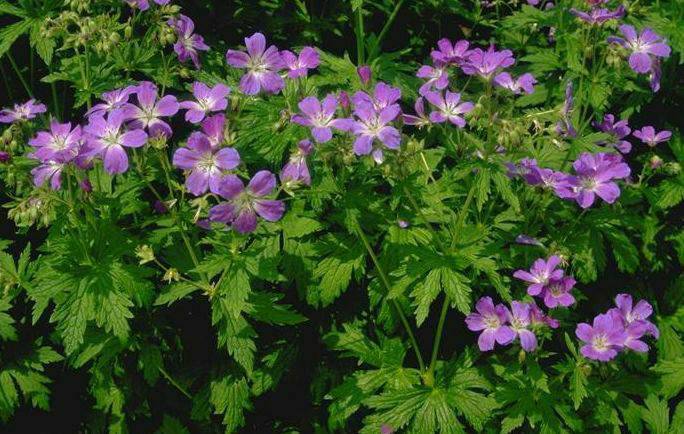 Герань лесная (Geranium silvaticum) 