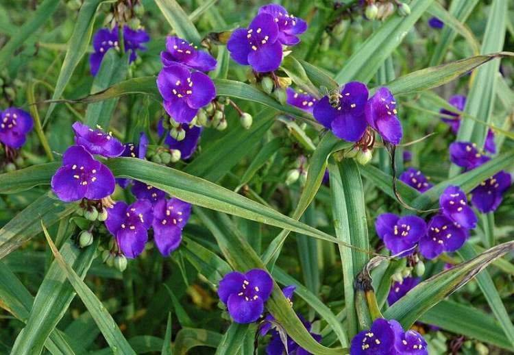 Традесканция (Tradescantia)