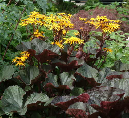 Бузульник зубчатый (Ligularia) 