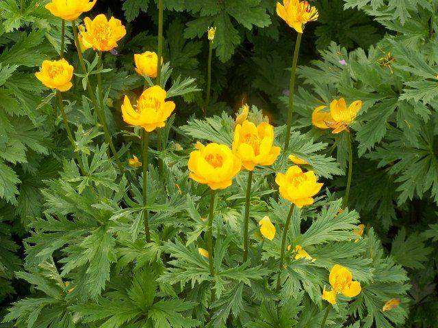 Купальница (Trollius) 