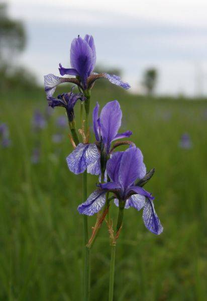 Ирис сибирский (Iris sibirica )