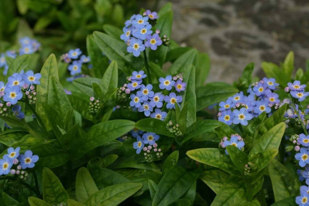 Незабудка (Myosotis) 