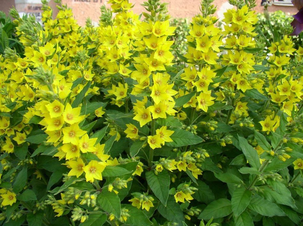 Вербейник (Lysimachia) 