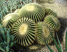 Echinocactus grusonii kew