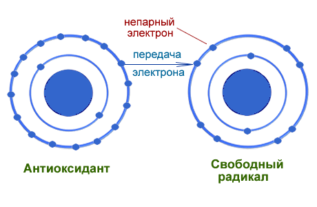 Скрученные листья высококачественного зеленого чая