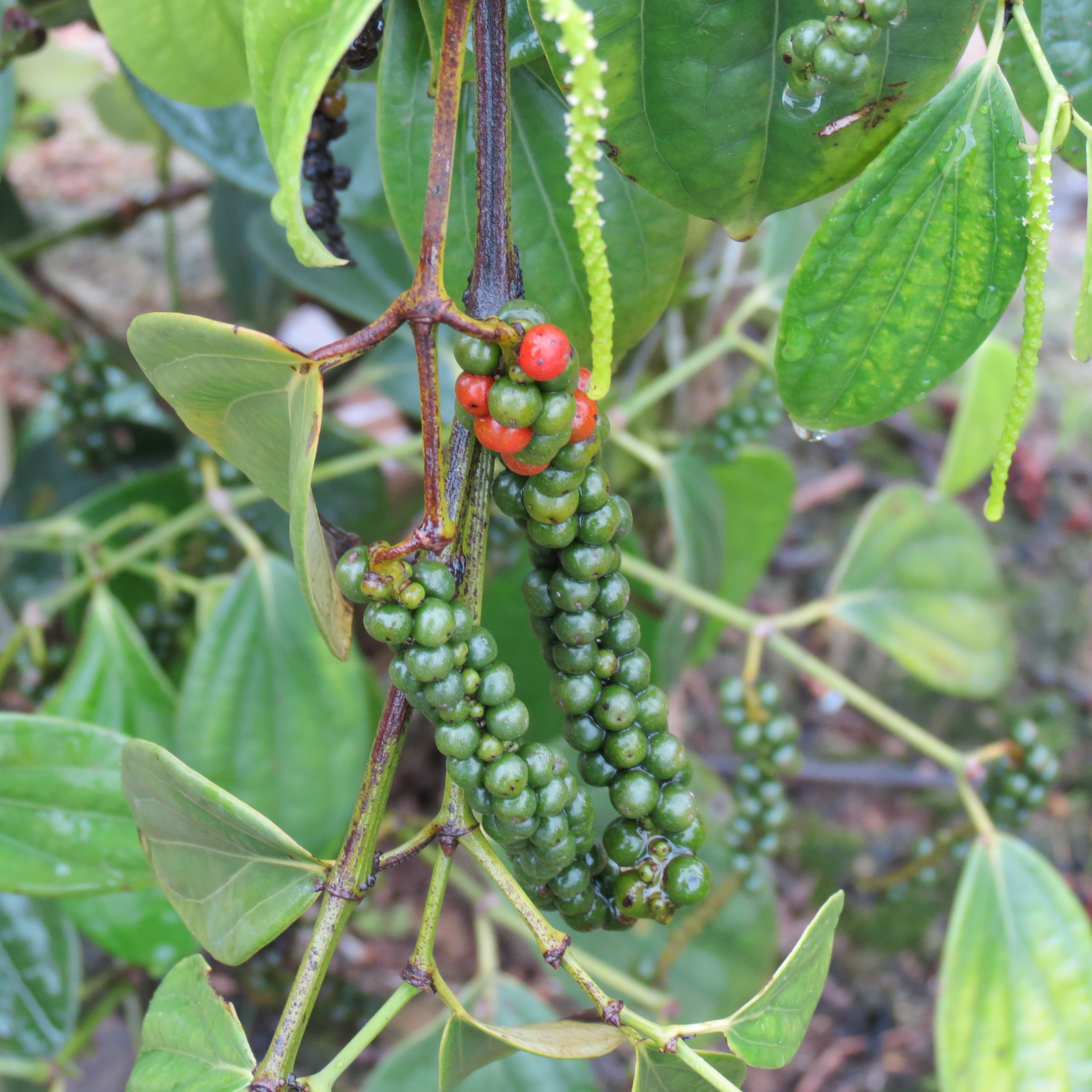 Как растет перец горошком черный в природе. Piper nigrum l.. Перец горошком растение.