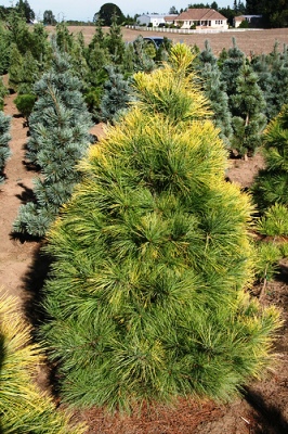 Восточная белая ель (Eastern white pine)
