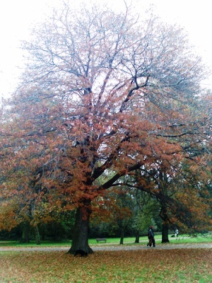 Северный красный дуб (Quercus rubra)