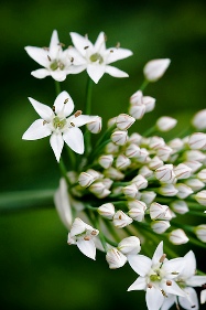 White Allium белый аллиум