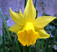 Yellow Daffodils желтые нарциссы