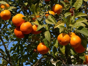 Выращиваем апельсины дома