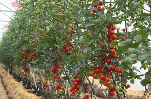 Характеристика индетерминантного сорта томатов