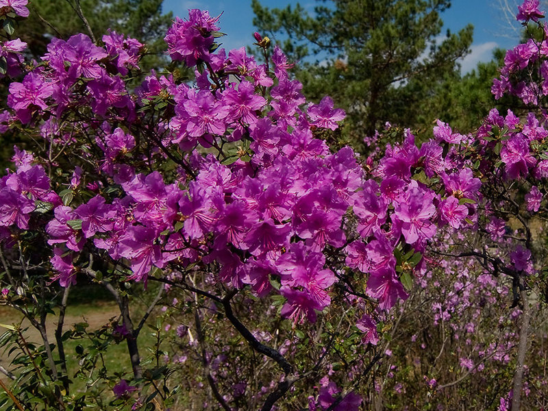 багульник болотное растение это кустарник