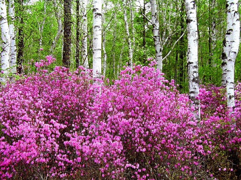 багульник болотное растение это кустарник