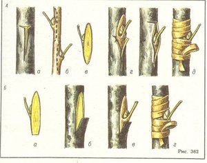 Как прививают грушу