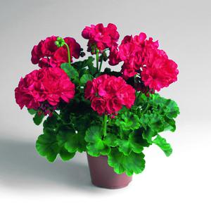 Пеларгония зональная - это яркие красные цветы, очень пышные.