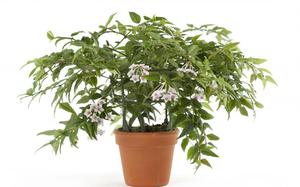Hoya Bella Floradania - это комнатное растение, разновидность плюща.